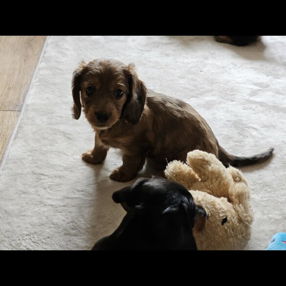 Dachshund (Standard &amp; Miniature) - Both