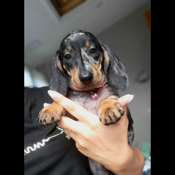 Dachshund (Standard &amp; Miniature) - Bitches