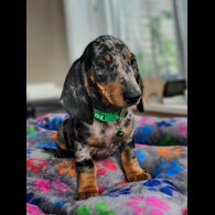 Dachshund (Standard &amp; Miniature) - Bitches