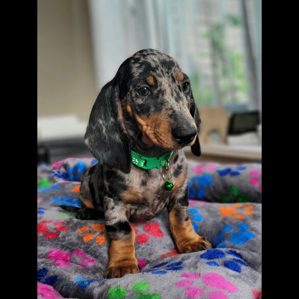 Dachshund (Standard &amp; Miniature) - Bitches