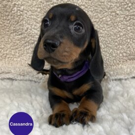Dachshund (Standard &amp; Miniature) - Both