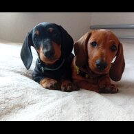 Dachshund (Standard &amp; Miniature) - Dogs