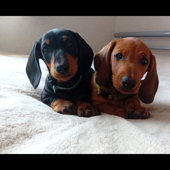 Dachshund (Standard &amp; Miniature) - Dogs