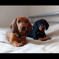 Dachshund (Standard &amp; Miniature) - Dogs