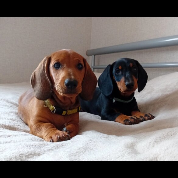 Dachshund (Standard &amp; Miniature) - Dogs