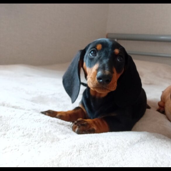 Dachshund (Standard &amp; Miniature) - Dogs
