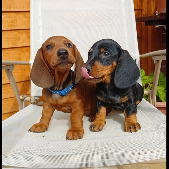 Dachshund (Standard &amp; Miniature) - Dogs