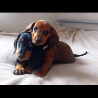 Dachshund (Standard &amp; Miniature) - Dogs
