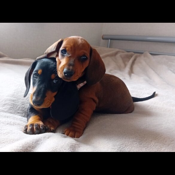 Dachshund (Standard &amp; Miniature) - Dogs