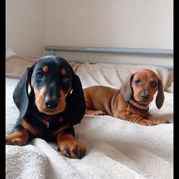 Dachshund (Standard &amp; Miniature) - Dogs