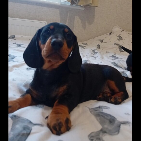 Dachshund (Standard &amp; Miniature) - Dogs