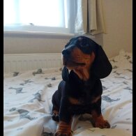 Dachshund (Standard &amp; Miniature) - Dogs