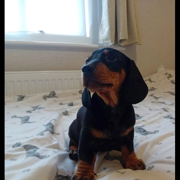 Dachshund (Standard &amp; Miniature) - Dogs