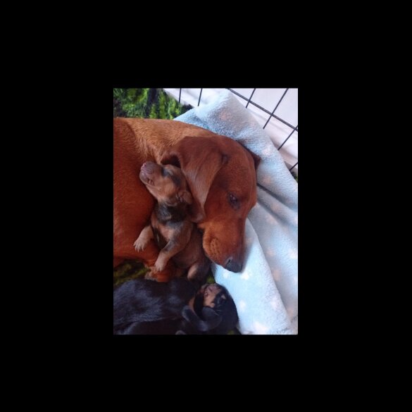 Dachshund (Standard &amp; Miniature) - Dogs