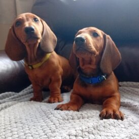 Dachshund (Standard &amp; Miniature) - Dogs