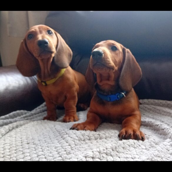 Dachshund (Standard &amp; Miniature) - Dogs