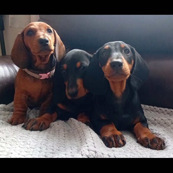 Dachshund (Standard &amp; Miniature) - Dogs