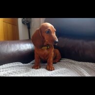 Dachshund (Standard &amp; Miniature) - Dogs