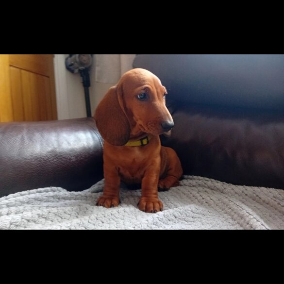 Dachshund (Standard &amp; Miniature) - Dogs
