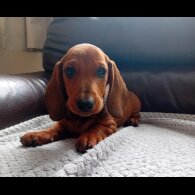 Dachshund (Standard &amp; Miniature) - Dogs