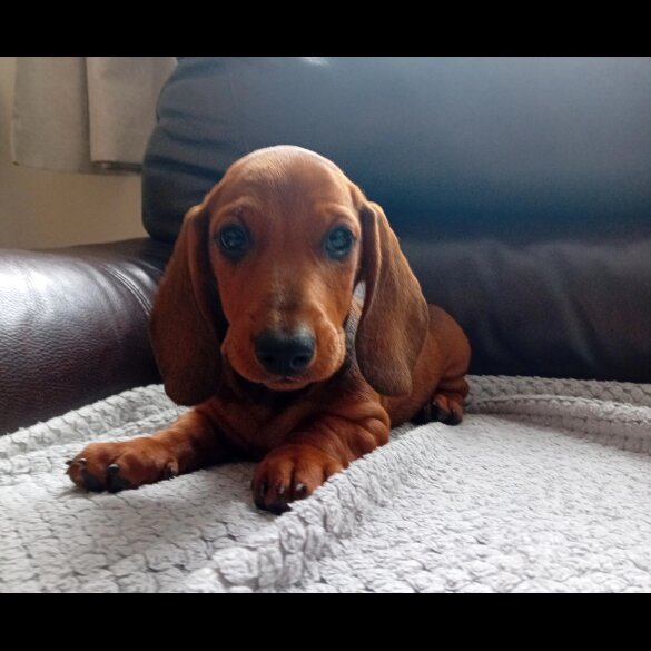 Dachshund (Standard &amp; Miniature) - Dogs