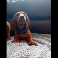 Dachshund (Standard &amp; Miniature) - Dogs
