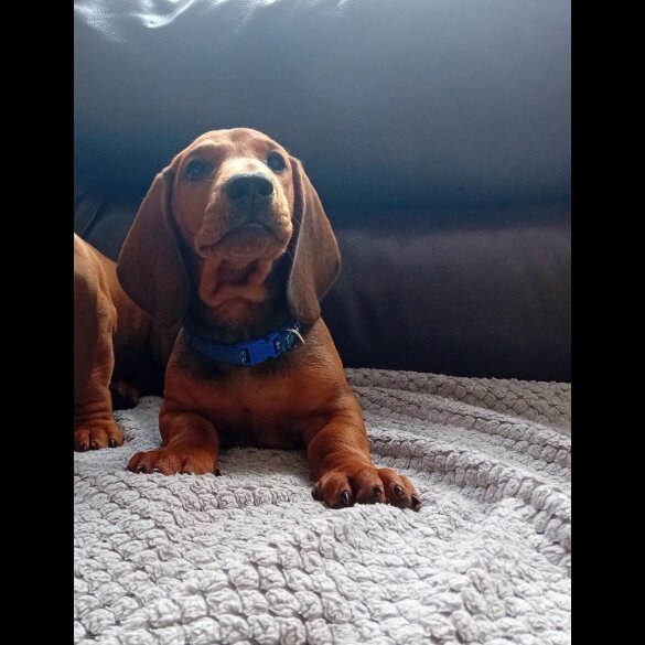 Dachshund (Standard &amp; Miniature) - Dogs