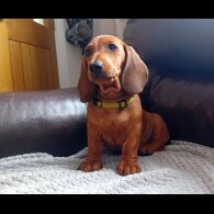 Dachshund (Standard &amp; Miniature) - Dogs