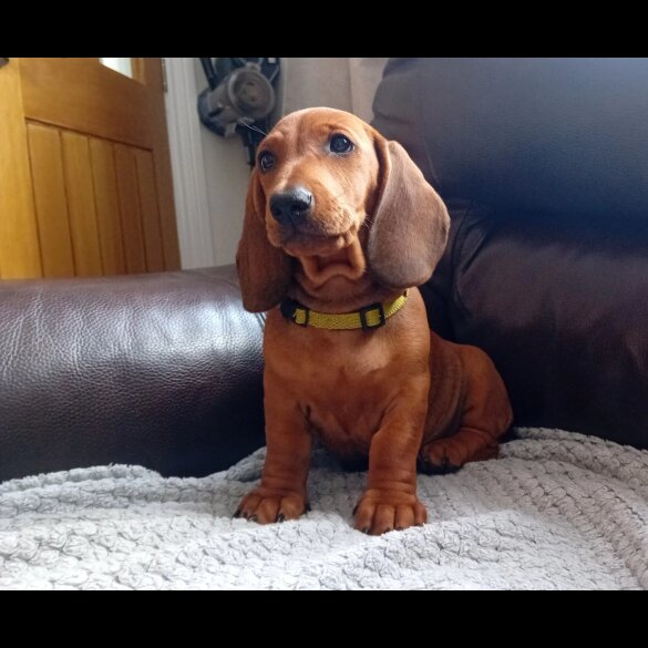Dachshund (Standard &amp; Miniature) - Dogs