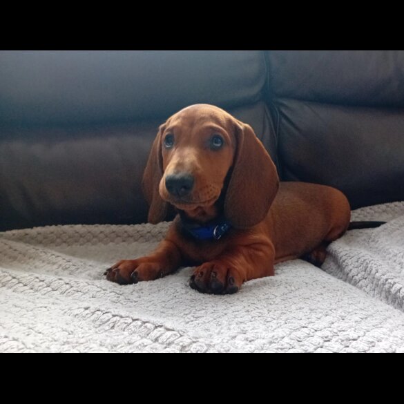 Dachshund (Standard &amp; Miniature) - Dogs