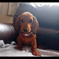 Dachshund (Standard &amp; Miniature) - Dogs