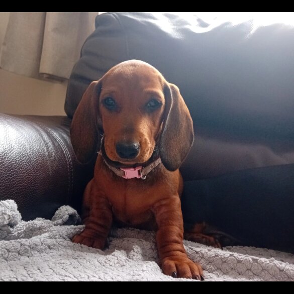 Dachshund (Standard &amp; Miniature) - Dogs