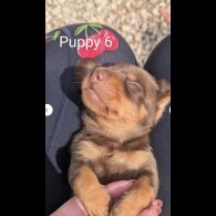 Dachshund (Standard &amp; Miniature) - Both