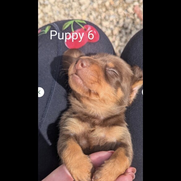 Dachshund (Standard &amp; Miniature) - Both