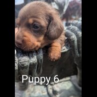 Dachshund (Standard &amp; Miniature) - Both
