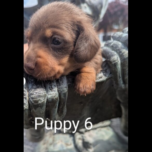 Dachshund (Standard &amp; Miniature) - Both
