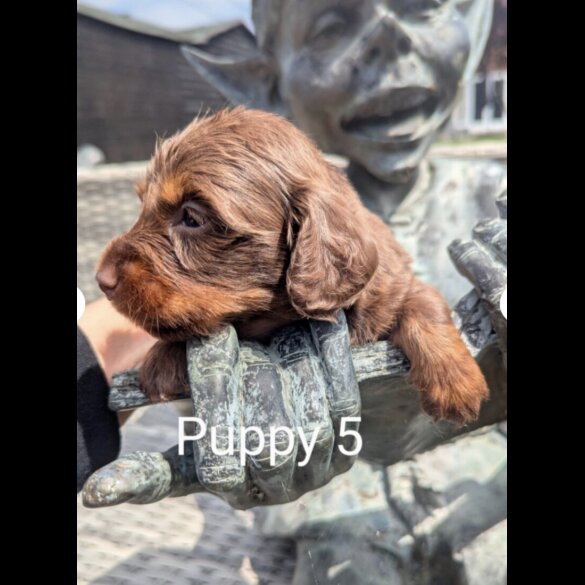 Dachshund (Standard &amp; Miniature) - Both