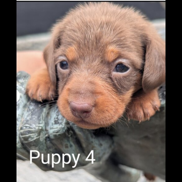 Dachshund (Standard &amp; Miniature) - Both