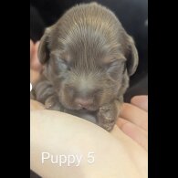 Dachshund (Standard &amp; Miniature) - Both
