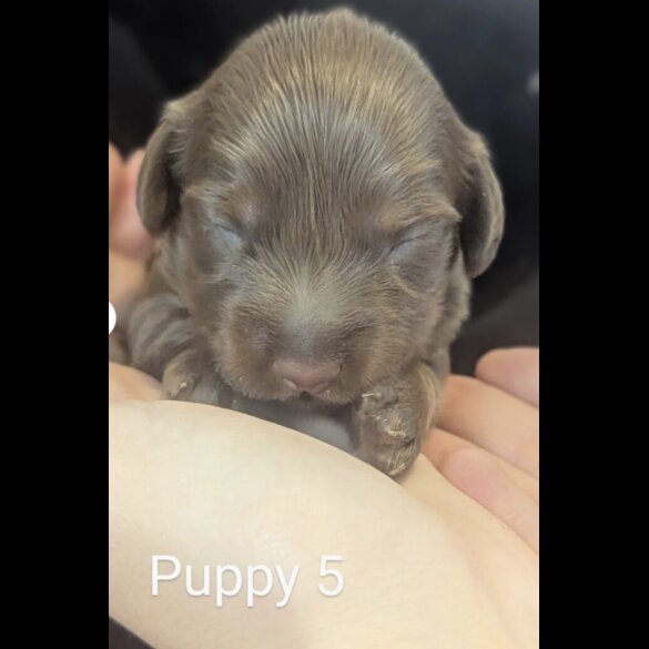 Dachshund (Standard &amp; Miniature) - Both
