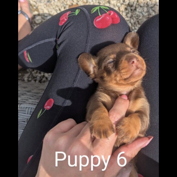 Dachshund (Standard &amp; Miniature) - Both