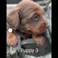 Dachshund (Standard &amp; Miniature) - Both