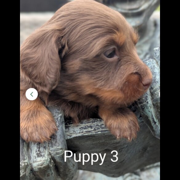Dachshund (Standard &amp; Miniature) - Both