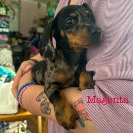 Dachshund (Standard &amp; Miniature) - Both