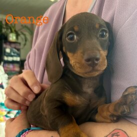 Dachshund (Standard &amp; Miniature) - Both
