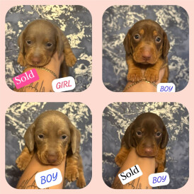 Dachshund (Standard &amp; Miniature) - Both