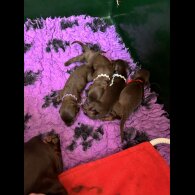 Dachshund (Standard &amp; Miniature) - Both