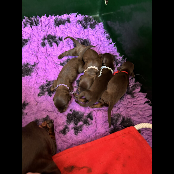 Dachshund (Standard &amp; Miniature) - Both
