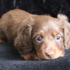 Dachshund (Standard &amp; Miniature) - Both