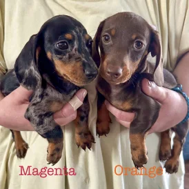 Dachshund (Standard &amp; Miniature) - Both